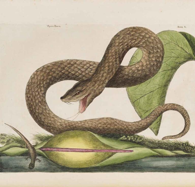 Mark Catesby's The Natural History of Carolina, Florida and the Bahama Islands