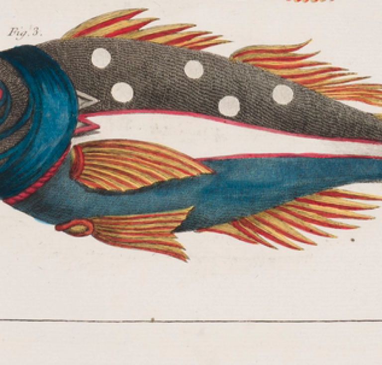 Engravings of a very bright multi-colored fish.